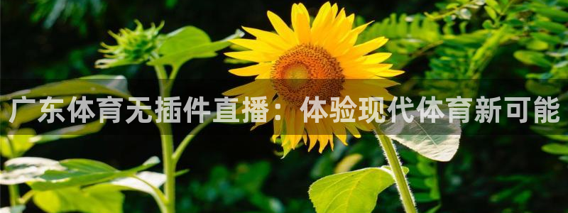 广东体育无插件直播：体验现代体育新可能