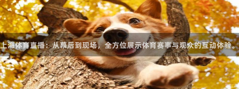上海体育直播：从幕后到现场，全方位展示体育赛事与观众的互动体验。