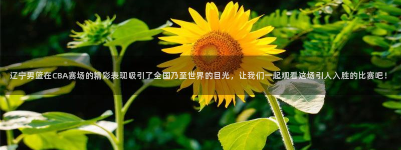 辽宁男篮在CBA赛场的精彩表现吸引了全国乃至世界的目光，让我们一起观看这场引人入胜的比赛吧！