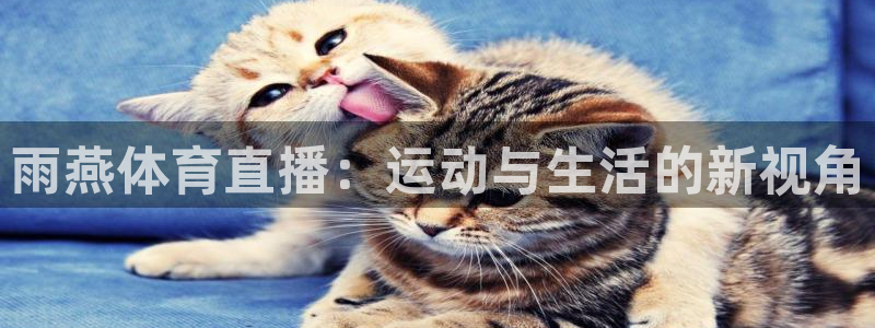 雨燕体育直播：运动与生活的新视角
